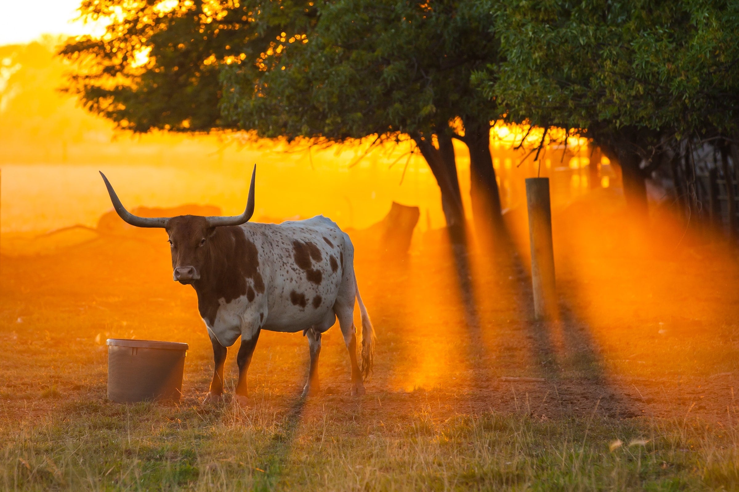 Texas urban legends